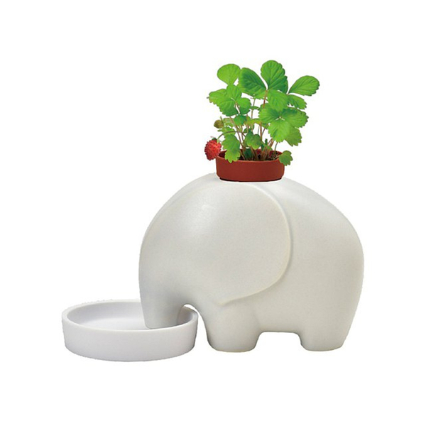 Seishin Elephant Plant Cultivation Set- White