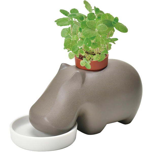 Seishin Hippoplant Plant Cultivation Kit- Brown