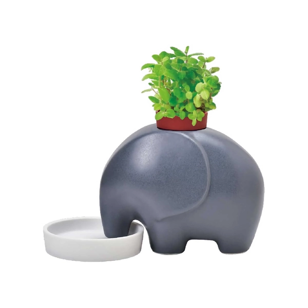 Seishin Elephant Plant Cultivation Set- Grey